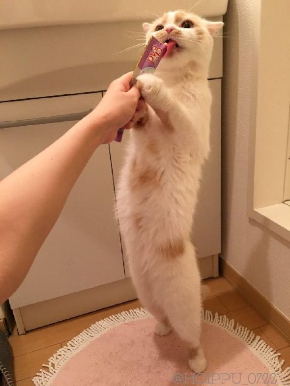 ホイップちゃん