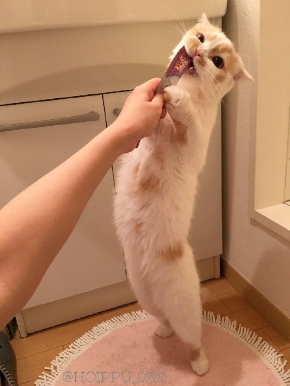 ホイップちゃん