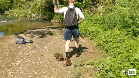 アライグマ 子ども おじさん 懐かれる