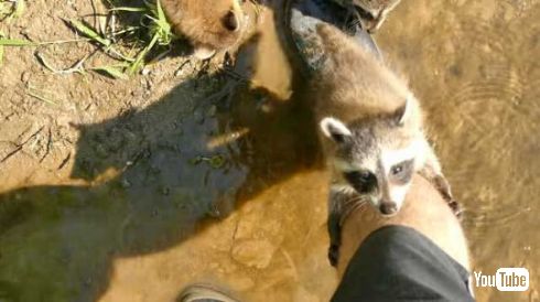 アライグマ 子ども おじさん 懐かれる