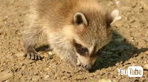 アライグマ 子ども おじさん 懐かれる