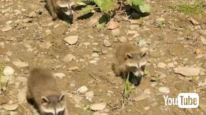 アライグマ 子ども おじさん 懐かれる