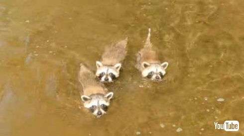 アライグマ 子ども おじさん 懐かれる