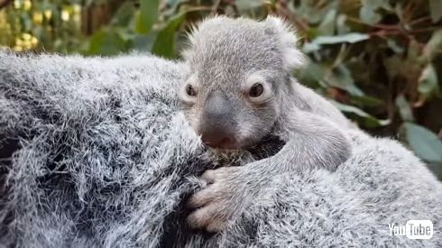 赤ちゃんコアラ