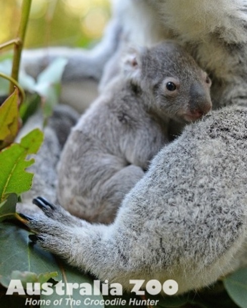 赤ちゃんコアラ