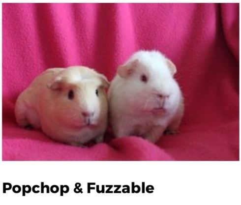 モルモットの名前をディープラーニングで命名