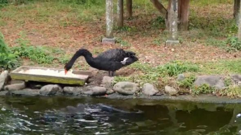 コクチョウ コイ 餌付け 鳥 魚