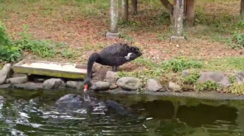 コクチョウ コイ 餌付け 鳥 魚