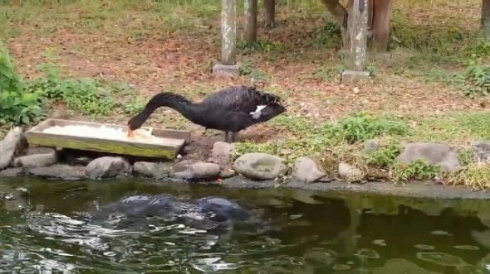 コクチョウ コイ 餌付け 鳥 魚