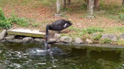 コクチョウ コイ 餌付け 鳥 魚