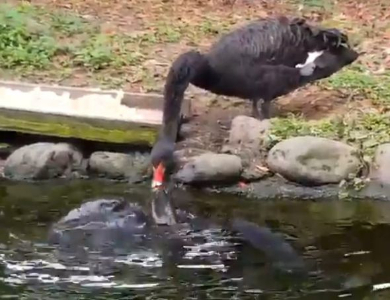 コクチョウ コイ 餌付け 鳥 魚