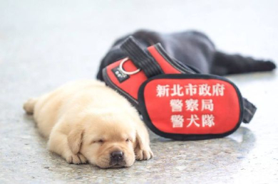 警察子犬