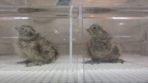 富山市ファミリーパーク　ニホンライチョウ