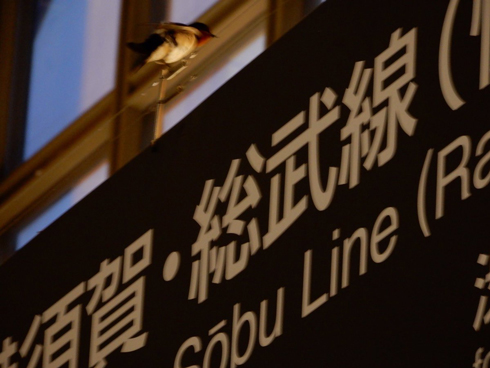 つばめの巣で鎌倉駅改札が封鎖