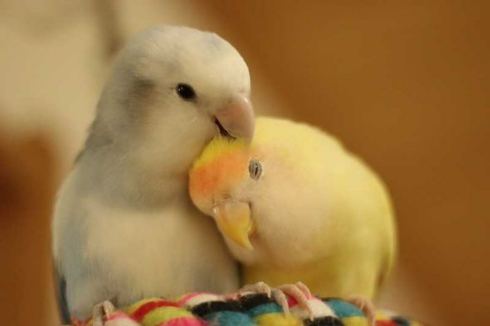 インコ カキカキ 羽づくろい ターン
