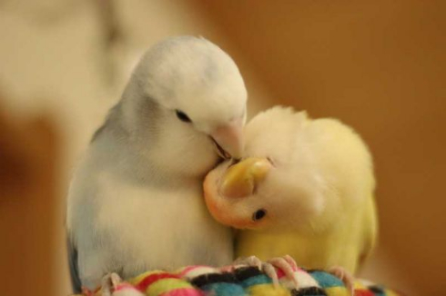 インコ カキカキ 羽づくろい ターン