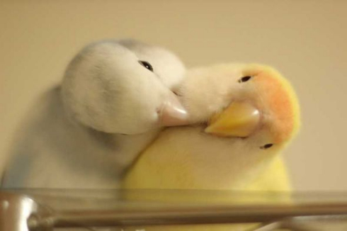 インコ カキカキ 羽づくろい ターン