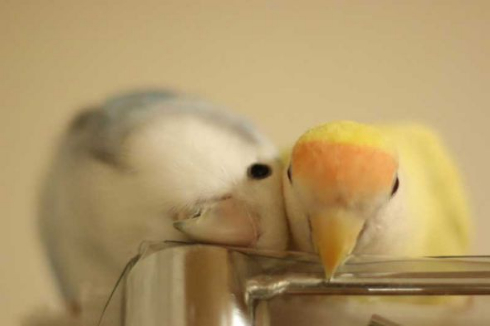 インコ カキカキ 羽づくろい ターン