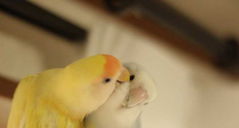 インコ カキカキ 羽づくろい ターン