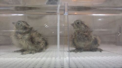 ニホンライチョウ