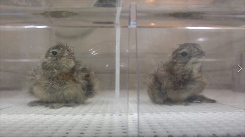 ニホンライチョウ