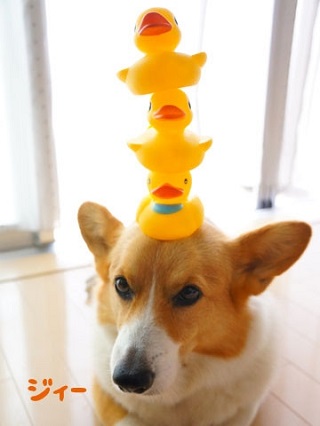 初めてのコーギー