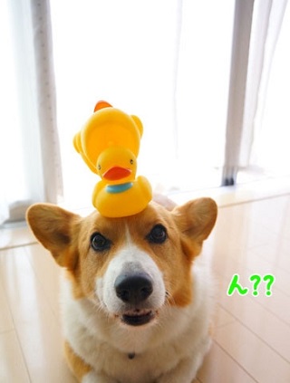 初めてのコーギー