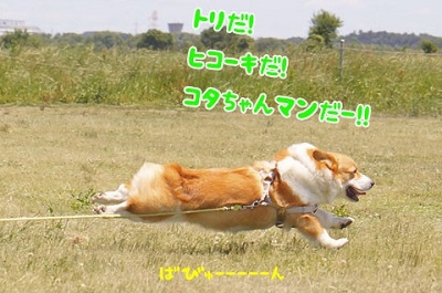 初めてのコーギー