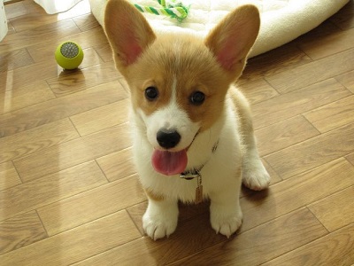 初めてのコーギー