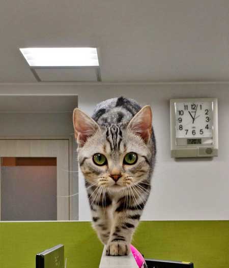 猫 部長 エインシャント パーテーション 職場