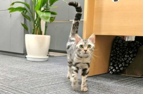 猫 部長 エインシャント パーテーション 職場