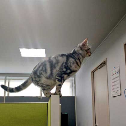 猫 部長 エインシャント パーテーション 職場