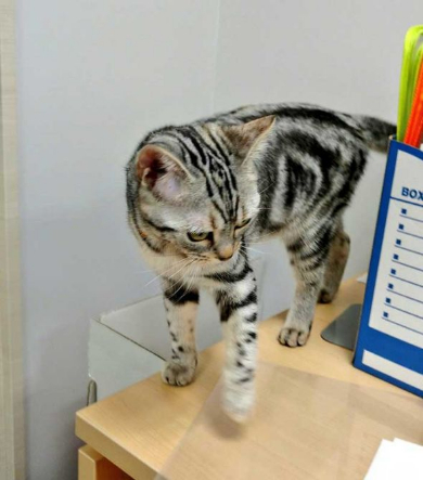 猫 部長 エインシャント パーテーション 職場