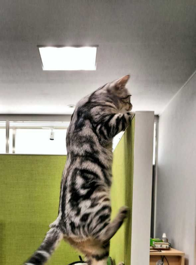 猫 部長 エインシャント パーテーション 職場