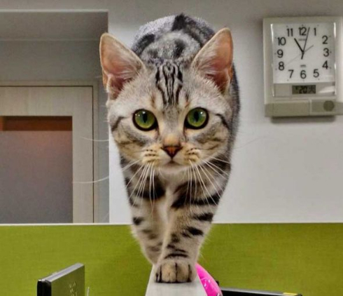 猫 部長 エインシャント パーテーション 職場