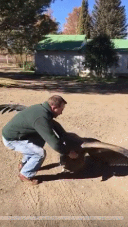 「コンドルの恩返し」　巣から落ちたコンドルを助けたら、お礼にやってきましたよ