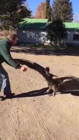 「コンドルの恩返し」　巣から落ちたコンドルを助けたら、お礼にやってきましたよ