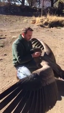 「コンドルの恩返し」　巣から落ちたコンドルを助けたら、お礼にやってきましたよ