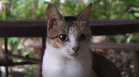 美ら猫　石垣島編