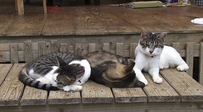 美ら猫　石垣島編