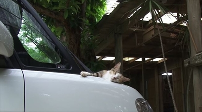 美ら猫　石垣島編