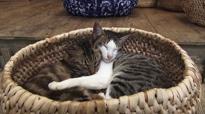 美ら猫　石垣島編