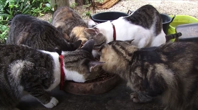 美ら猫　石垣島編