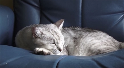 美ら猫　石垣島編