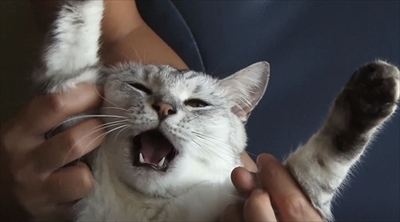 美ら猫　石垣島編