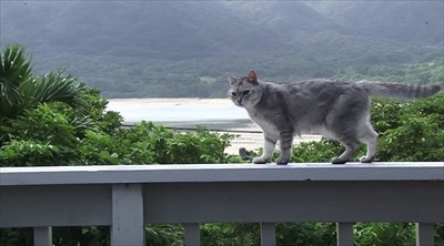 美ら猫　石垣島編