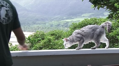 美ら猫　石垣島編