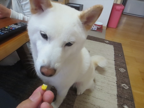 白柴『きなこ』のお気楽ブログ