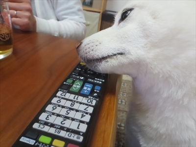 白柴『きなこ』のお気楽ブログ