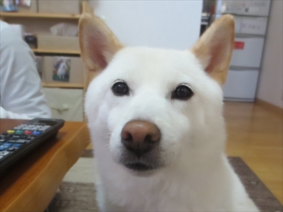 白柴『きなこ』のお気楽ブログ